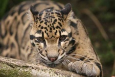image of jaguar_car