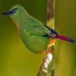 image of bird