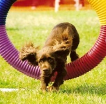 image of sussex_spaniel