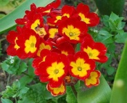 image of flower