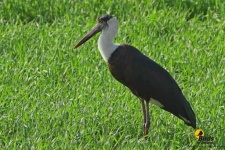 image of stork