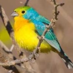 image of bird
