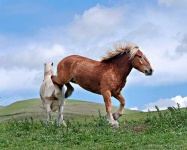 image of sorrel