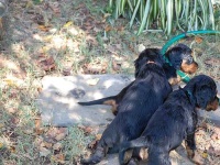 image of gordon_setter