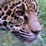 image of animal