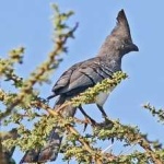 image of bird