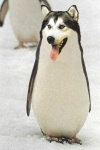 image of penguin
