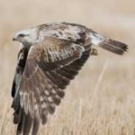 image of bird