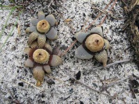 image of earthstar