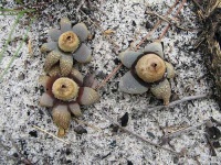 image of earthstar #23