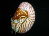 image of chambered_nautilus