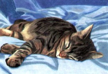 image of tabby
