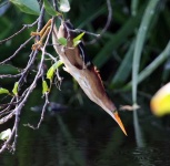 image of bittern
