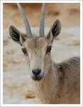 image of ibex