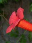 image of flower