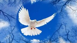 image of dove