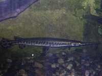 image of gar