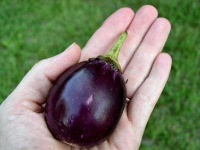 image of eggplant #17