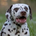 image of animal