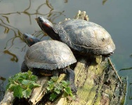 image of terrapin