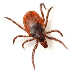 image of tick