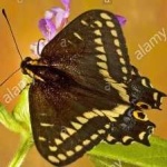 image of animal