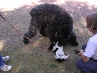 image of bouvier_des_flandres