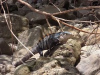 image of common_iguana