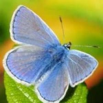 image of animal