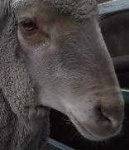 image of animal