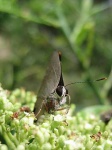 image of lycaenid