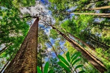image of rainforest