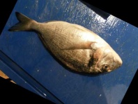 image of fish