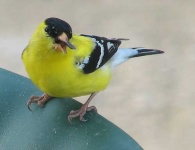 image of goldfinch