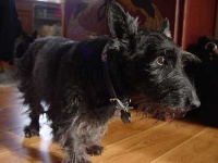 image of scottish_terrier #25