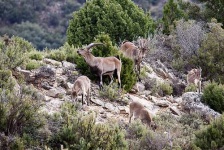 image of ibex