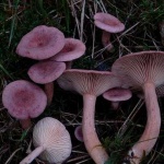 image of mushrooms
