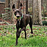 image of animal