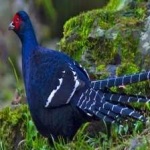 image of bird
