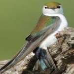 image of bird