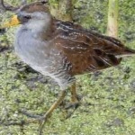image of bird