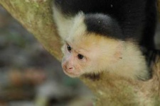 image of capuchin