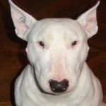 image of animal