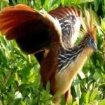 image of bird