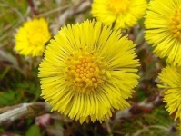 image of flower