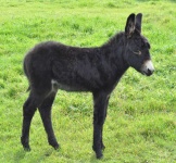 image of animal