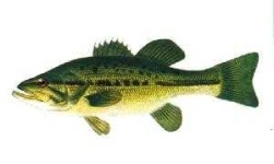 image of animal