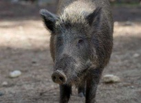 image of boar #22