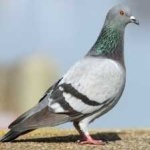image of bird