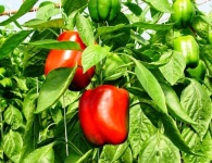 image of capsicum #11